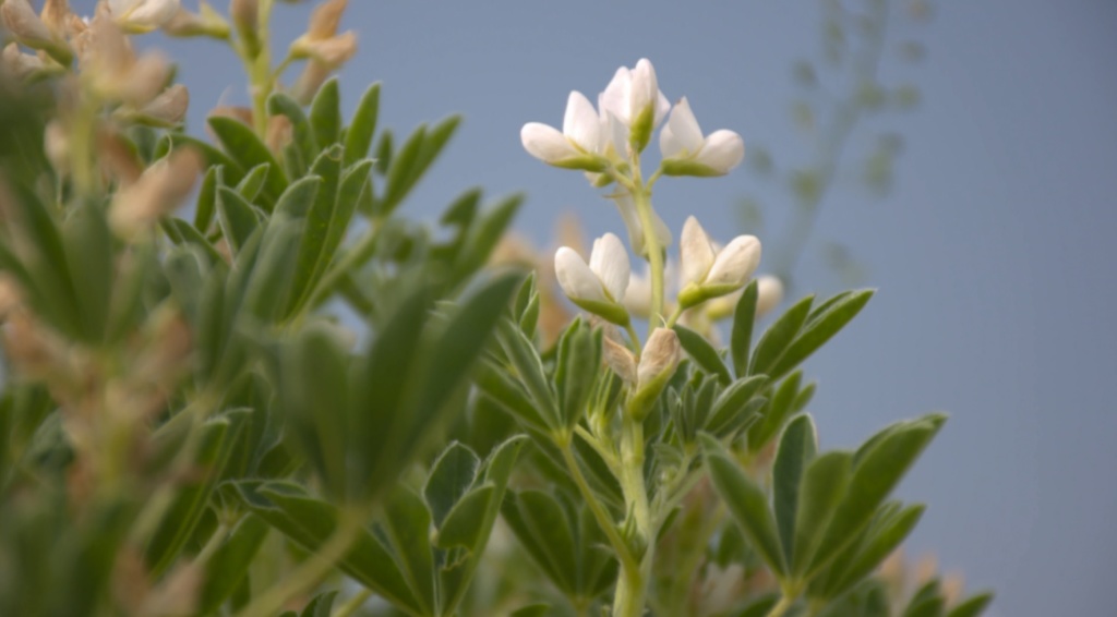 Lupine
